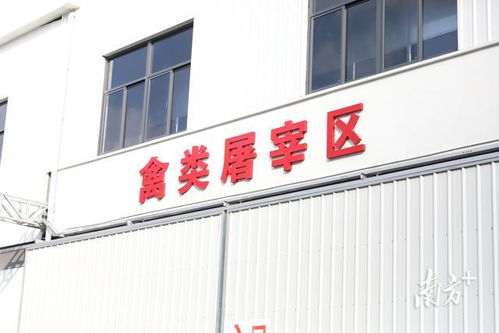 粵西最大批發(fā)屠宰市場在麻章開業(yè)，打造“批發(fā)+屠宰+物流”產(chǎn)業(yè)新標(biāo)桿